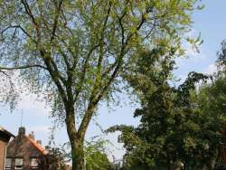 boom rooien in tilburg,  hovenier tilburg en omstreken